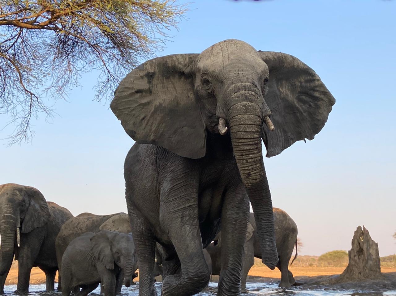 An elephant on an African safari adventure