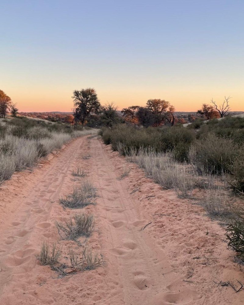 The African bush at golden hour