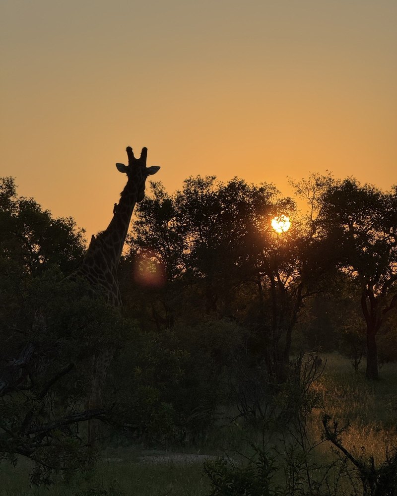 A giraffe browsing