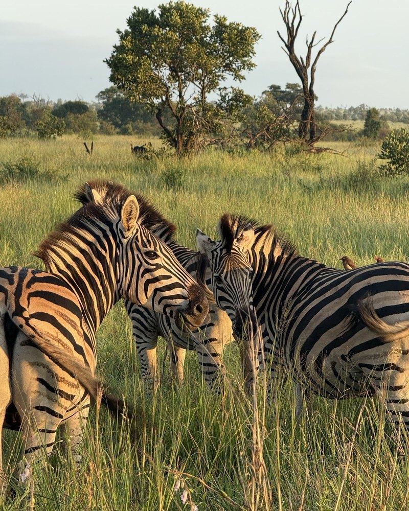 Zebras in the grass