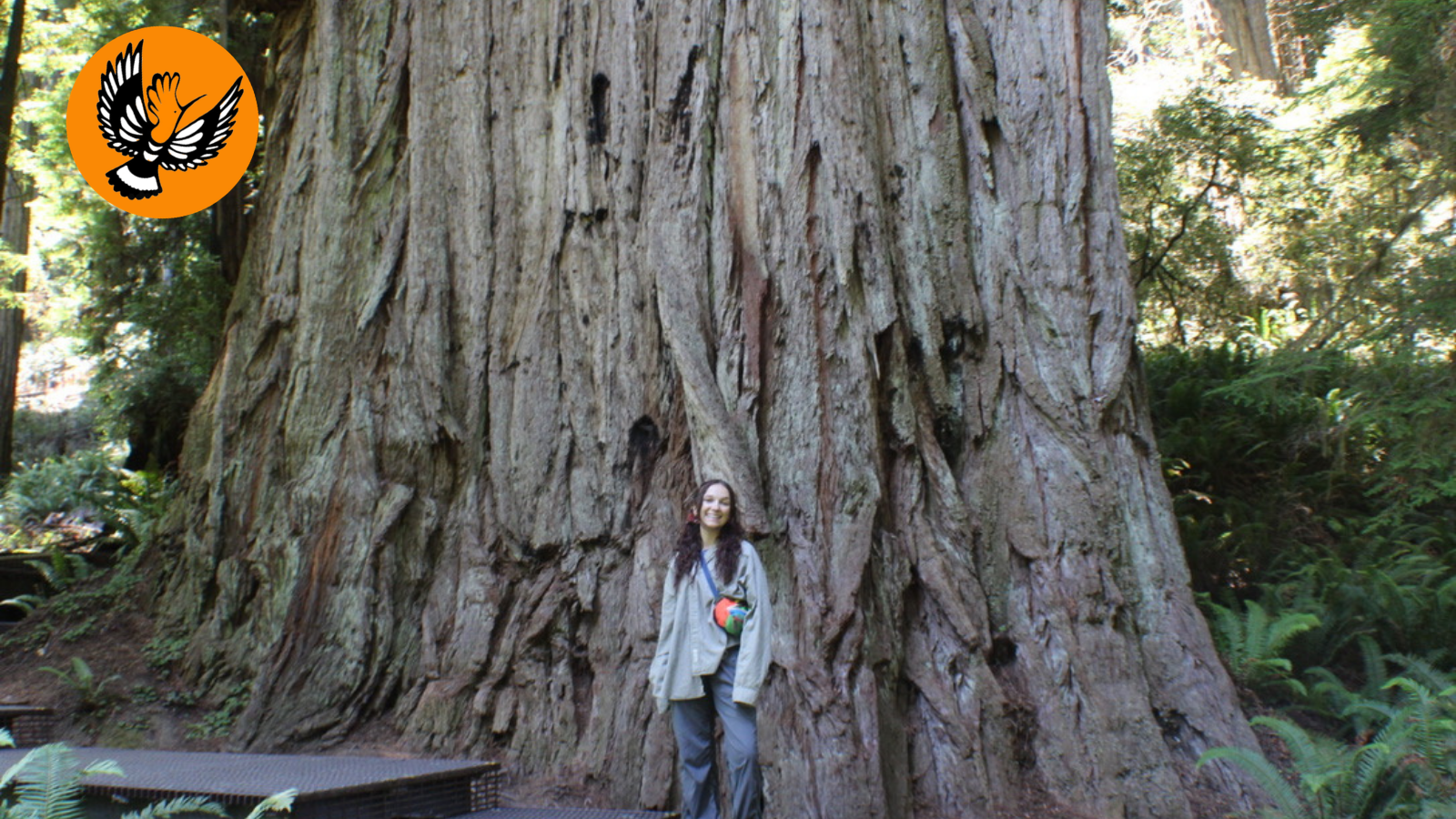 Redwoods with Kids: What to Expect When Kids Meet the Redwoods. 