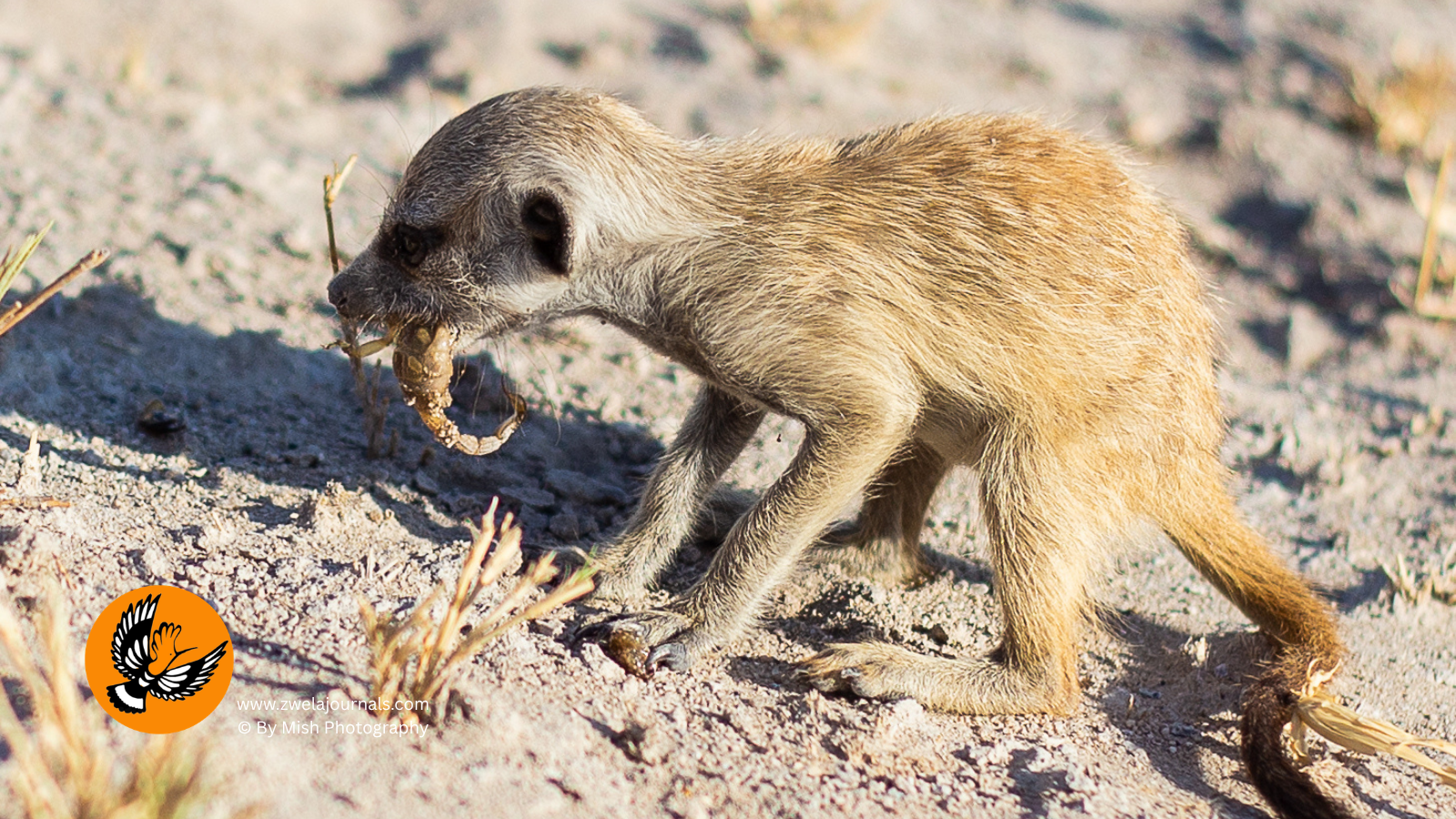 Botswana Travel with Kids: Meerkats, quad bikes and a night on the Makgadikgadi Pans, the #1 Adventure