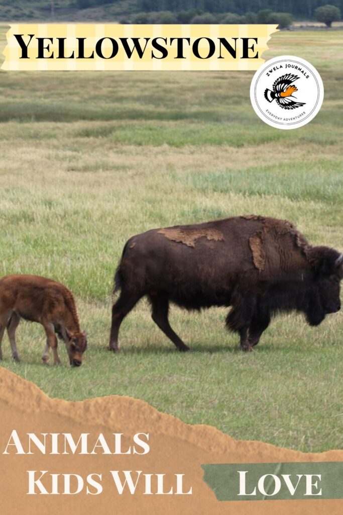 Yellowstone Animals Kids will Love 