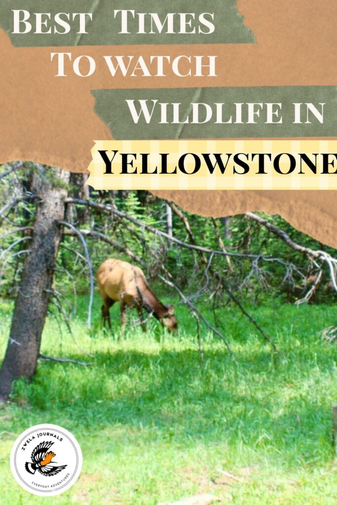 Best TImes to Watch Wildlife in Yellowstone 