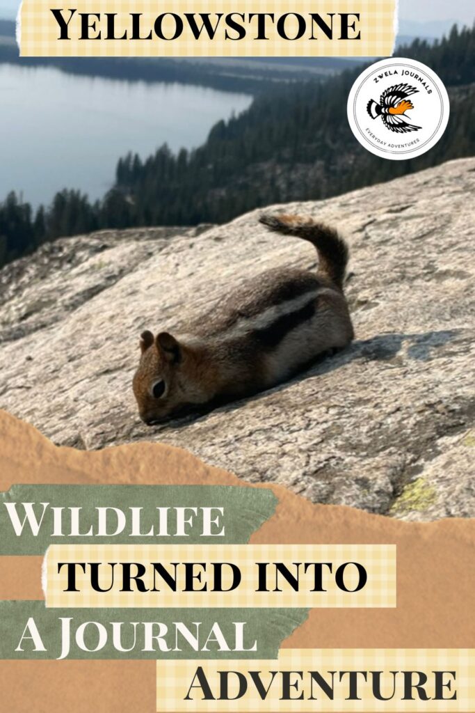 Yellowstone Wildlife Turned Into a Journal Adventure 