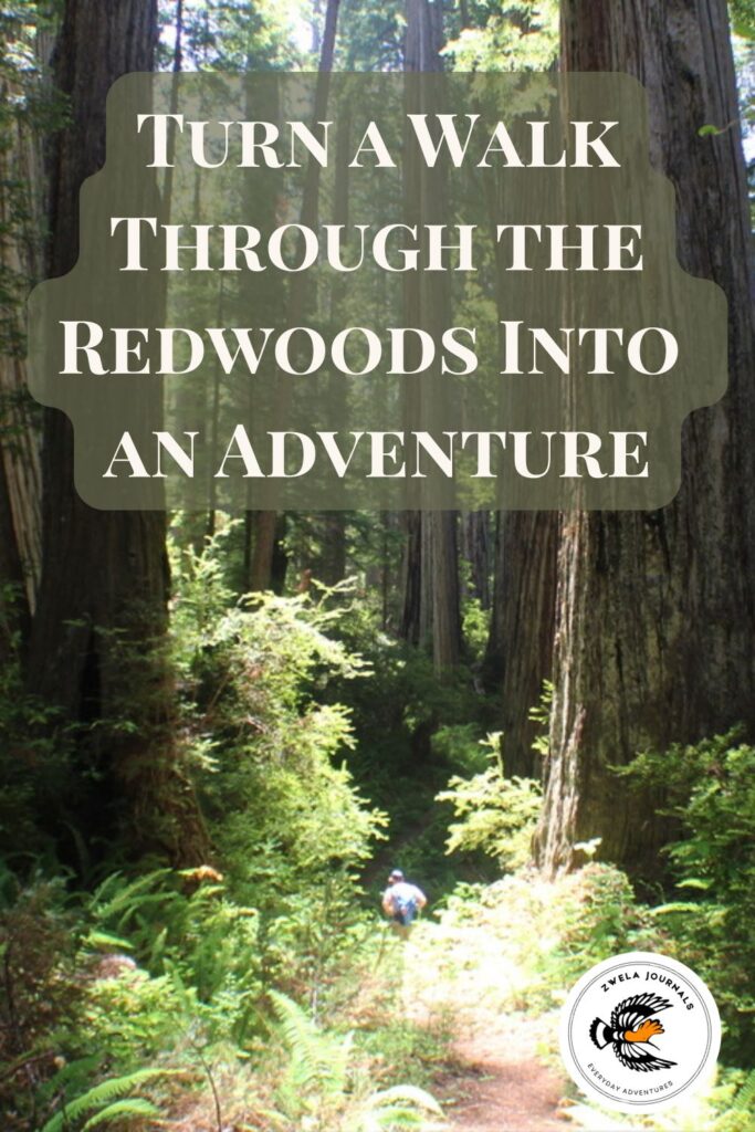 Turn a Walk Through the Redwoods into An Adventure
