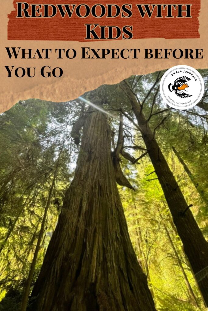 Redwoods With Kids: What to Expect Before You Go