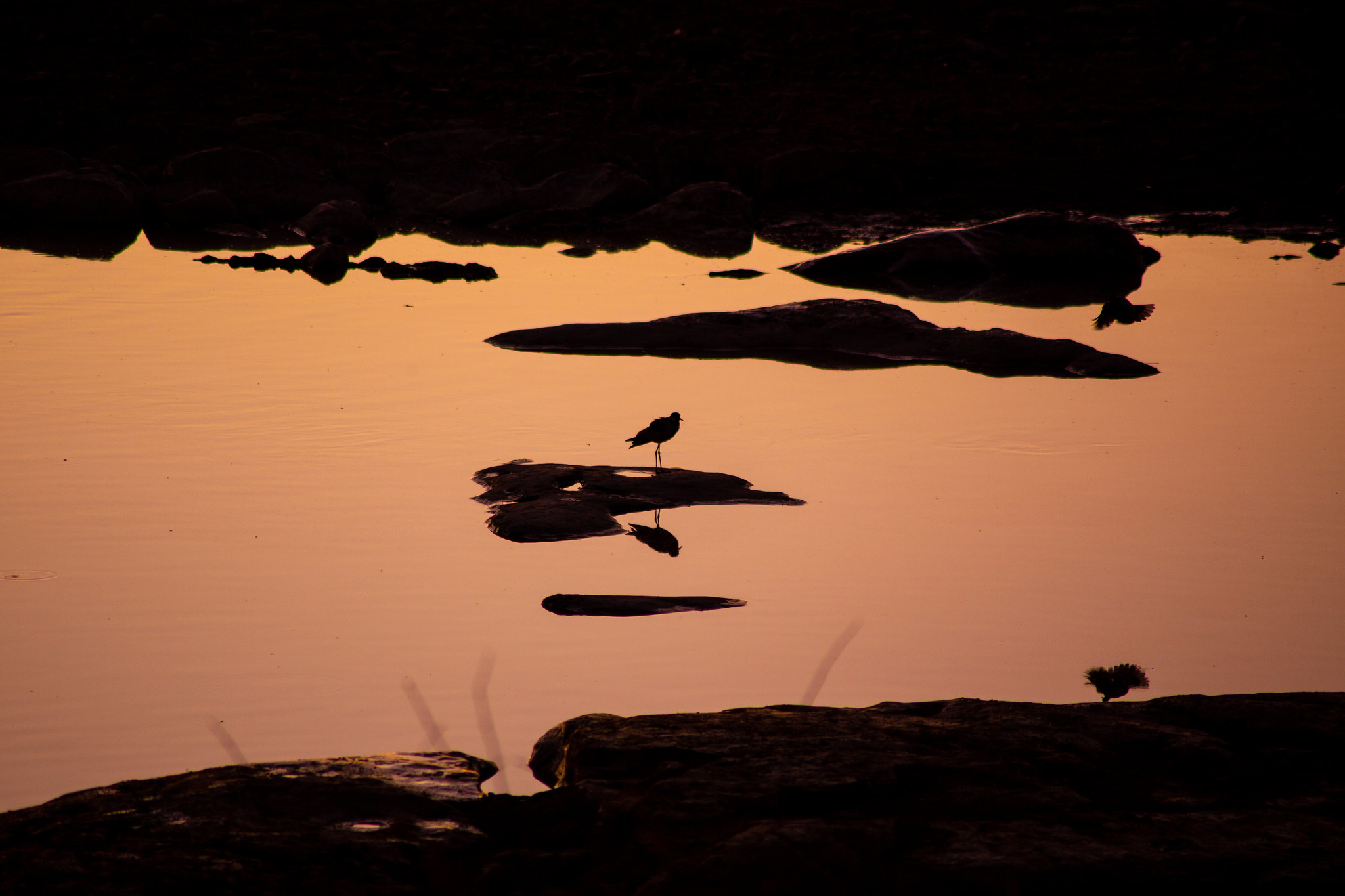 Birds gathering at a waterhole at sunset in South Africa