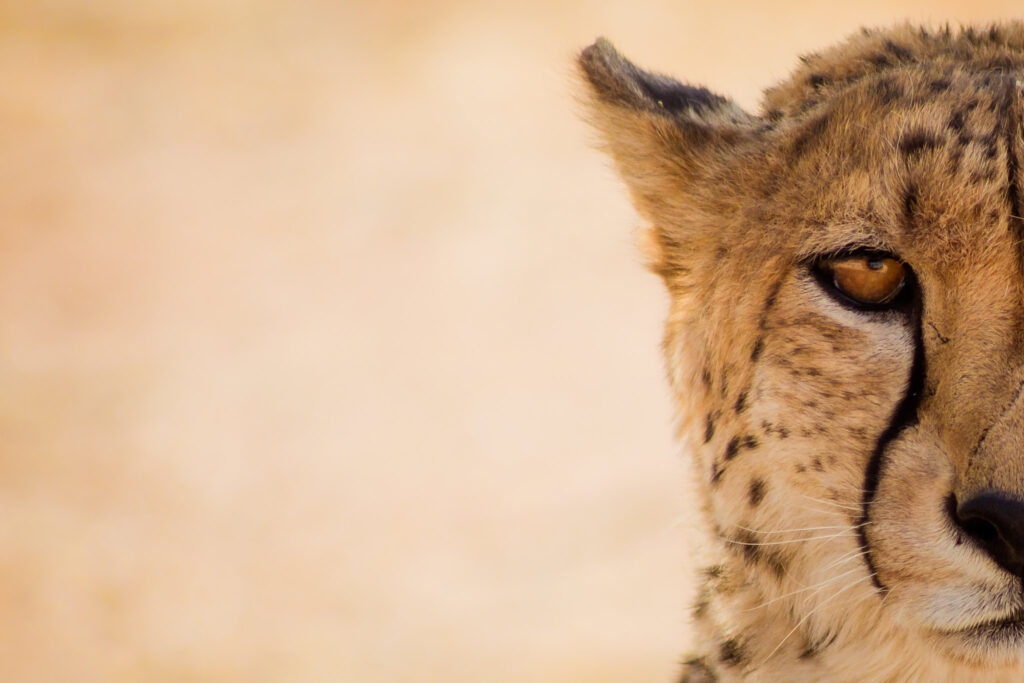 Complete Family Travel Guide to South Africa
