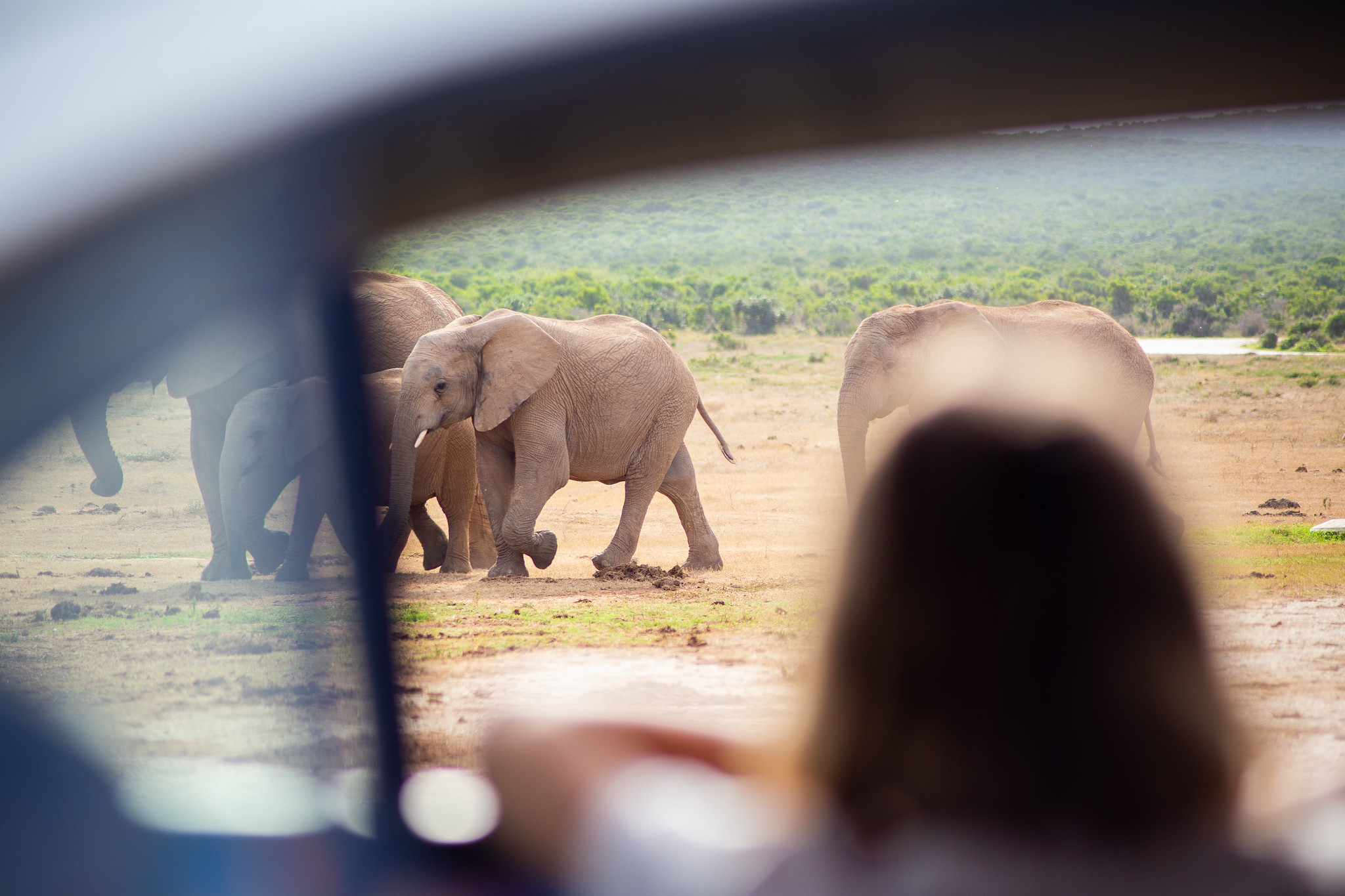 Family safari trip to Addo, South Africa