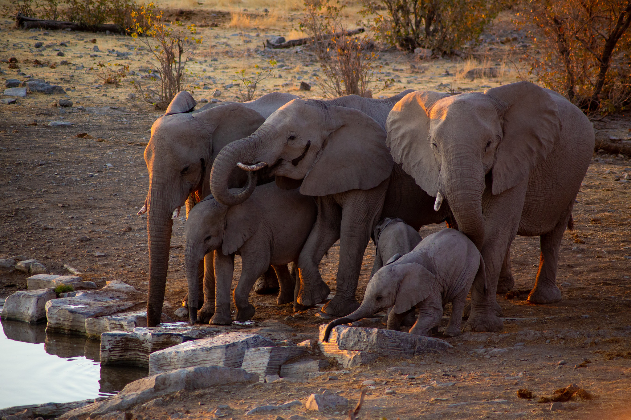 Elephants gathering at a waterhole on a family safari in South Africa