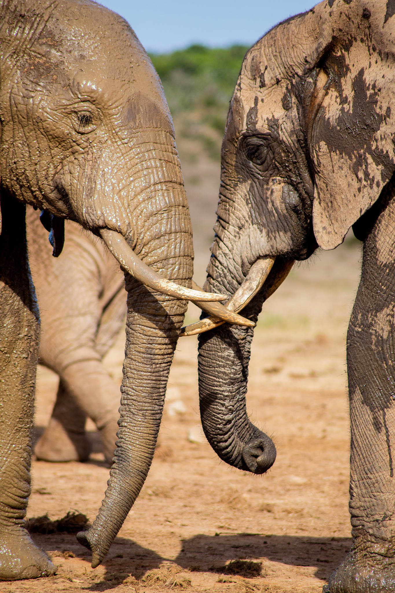 Elephants at a waterhole viewed from inside a South African national park