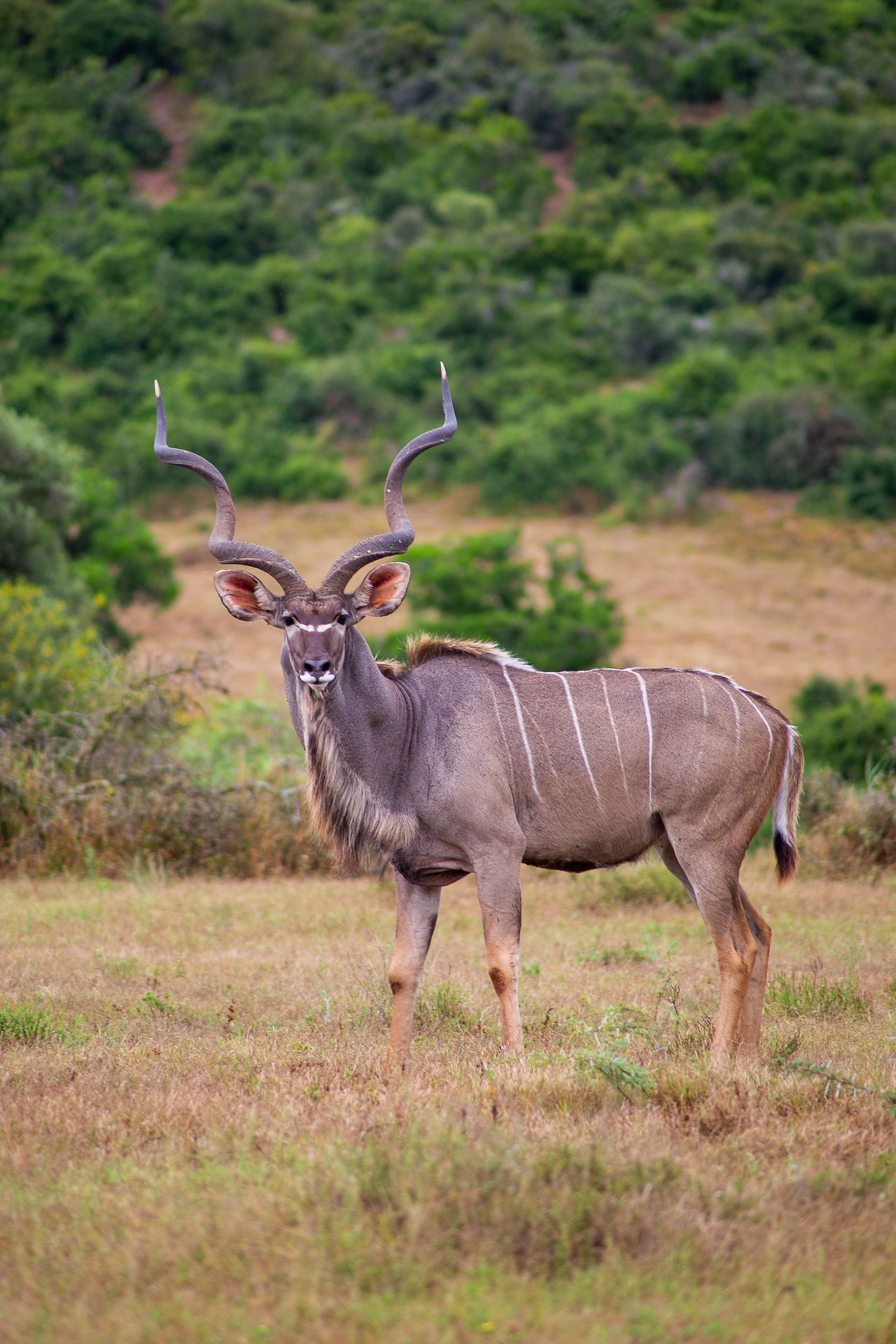 Kudu in Addo Elephant National Park in South Africa