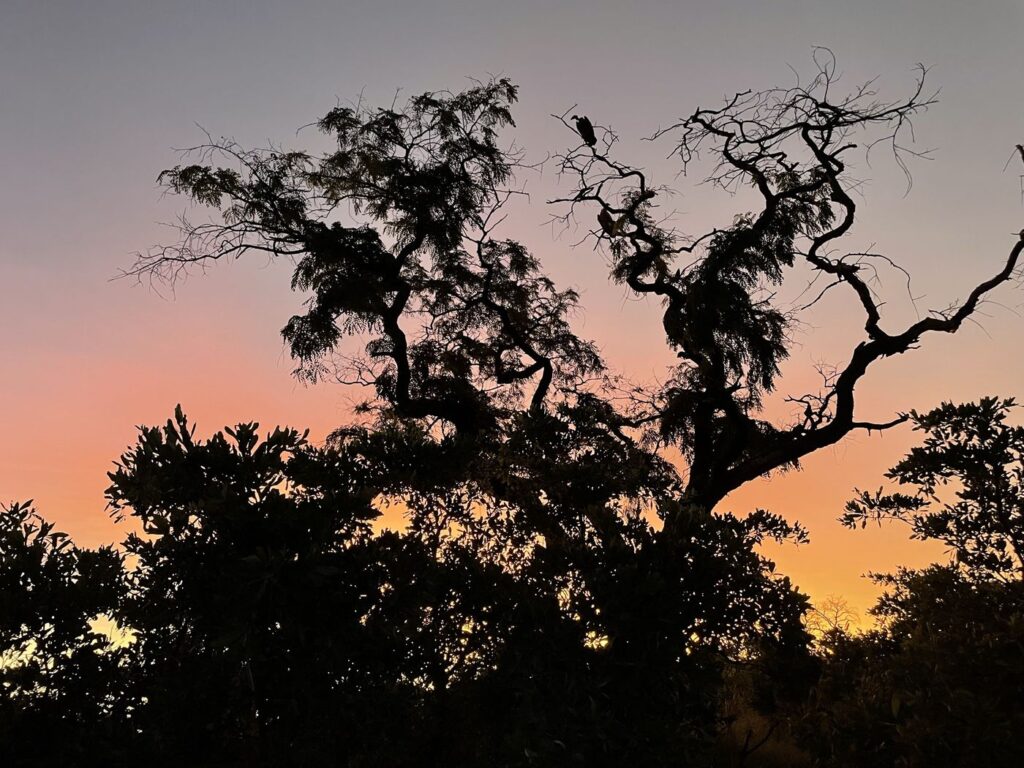 Two vultures roosting in a tree at sunset in Kruger National Park