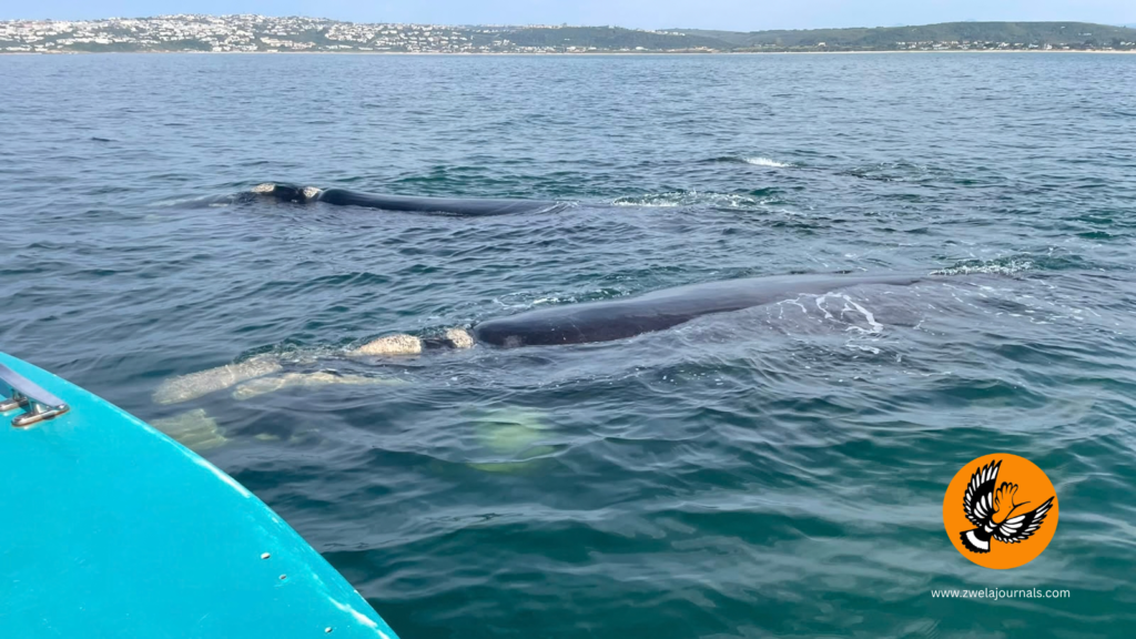 Whale boat South Africa, family travel