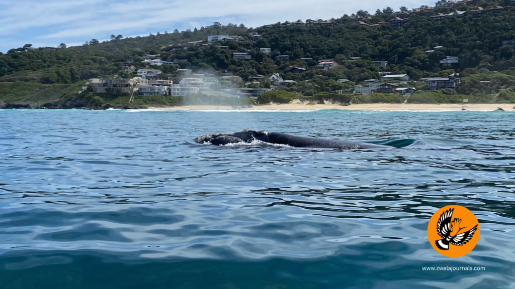 Southern right whale Plettenberg Bay South Africa, whale watching boat trip with kids
